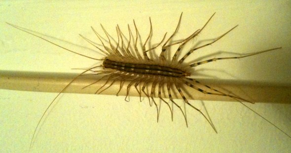 House Centipede - Scutigera coleoptrata