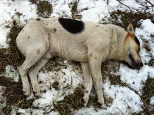Cainele Codita din strada Topliceanu Sector 5
