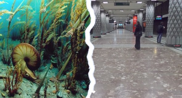 Politehnica in Cretacic