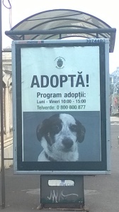 Program Adoptie