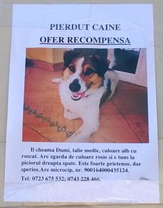 Dumi Andreea Berecleanu