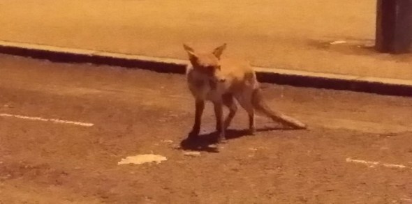 Vulpi comunitare in Anglia