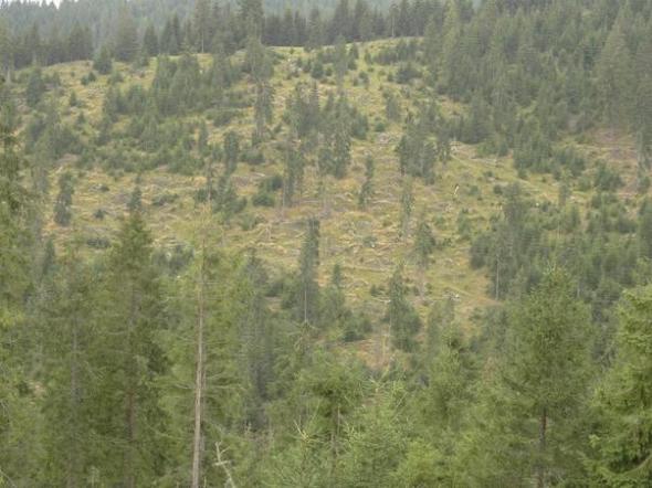 Defrisari in Apuseni