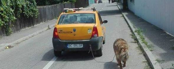 BC09LSR - Taxi LSR Bacau