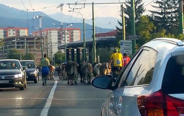 Vacile alea de pe 13 Decembrie - Brasov