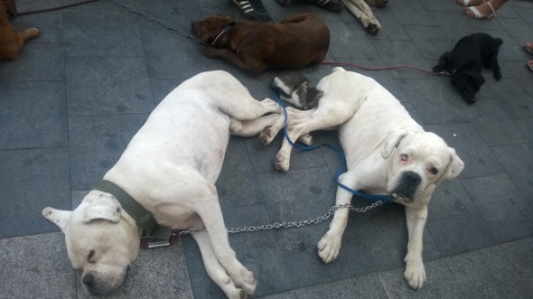 campanie-adresata-strict-iubitorilor-de-animale-5