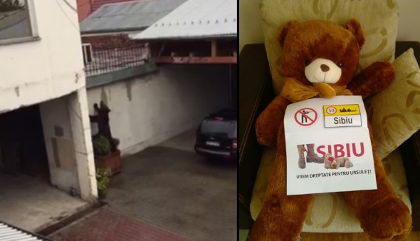 marsul-ursului-care-nu-a-spus-mor-1