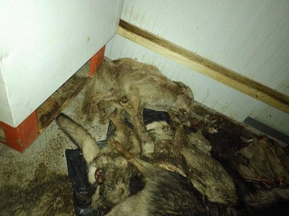 adapost-caini-balotesti-2