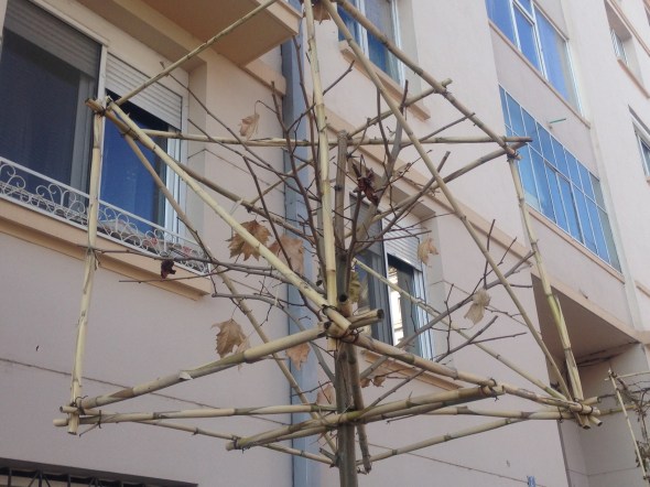 craiova-copaci-cu-cap-patrat