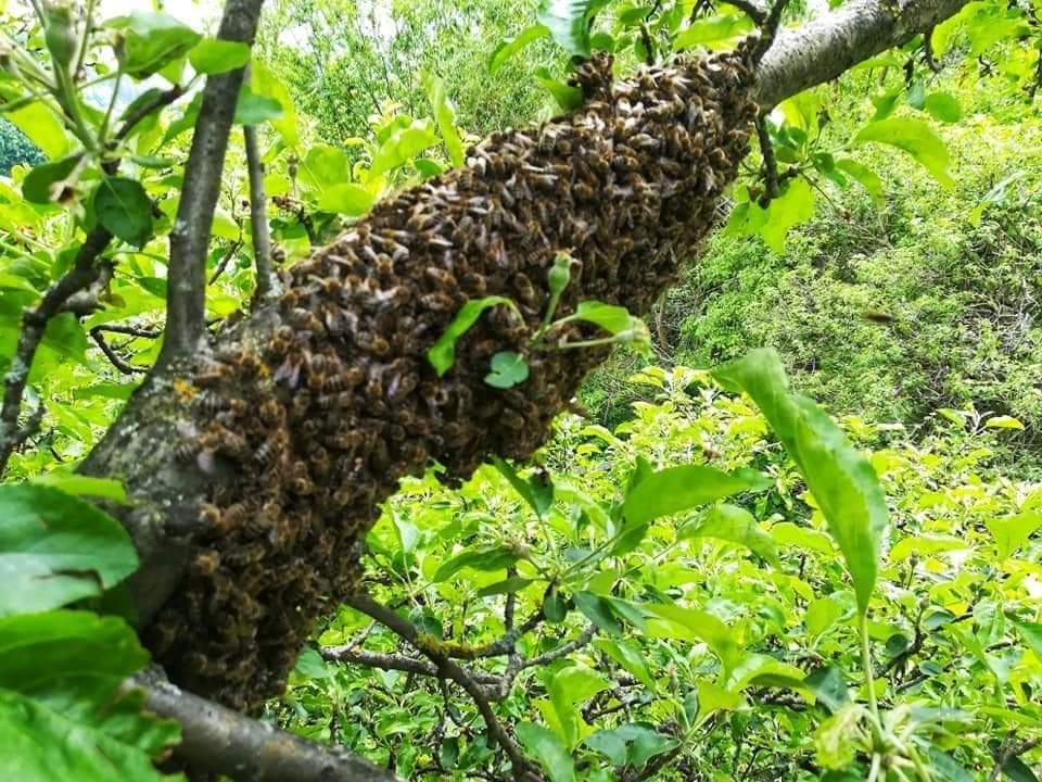 ROIREA ALBINELOR: Dacă găsiți un roi adunat ciorchine, nu încercați să ...