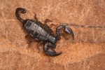 scorpionul carpatin/ Euscorpius&nbsp;Carpathicus