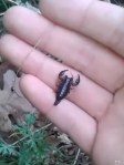 scorpionul carpatin/ Euscorpius&nbsp;Carpathicus